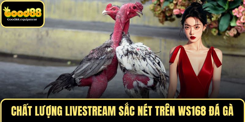 Chất lượng livestream sắc nét trên WS168 đá gà