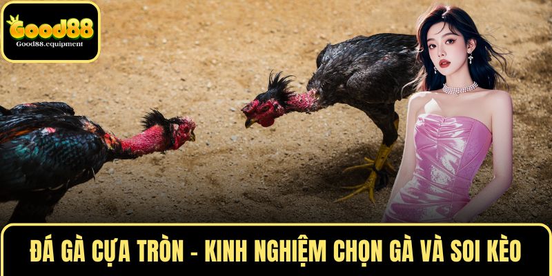 Đá gà cựa tròn