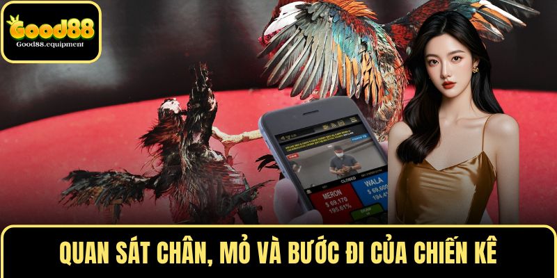 Quan sát chân, mỏ và bước đi của chiến kê