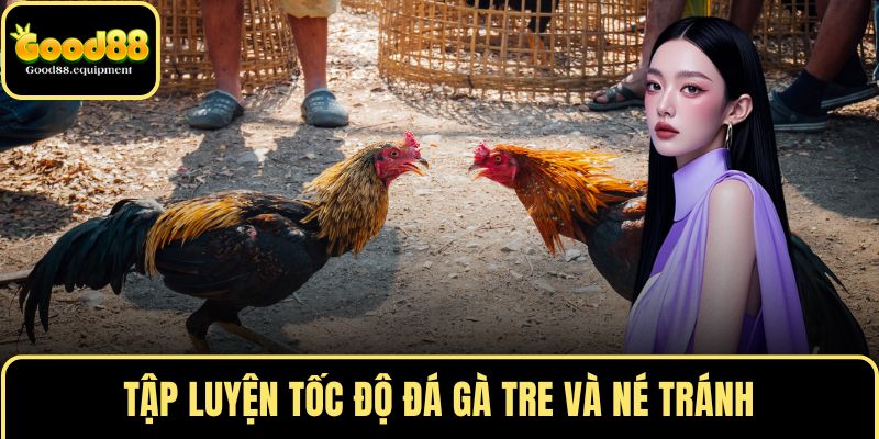 Tập luyện tốc độ đá gà tre và né tránh